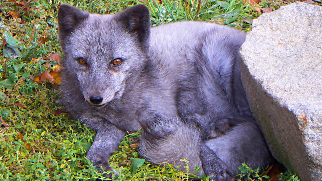 Arctic Fox