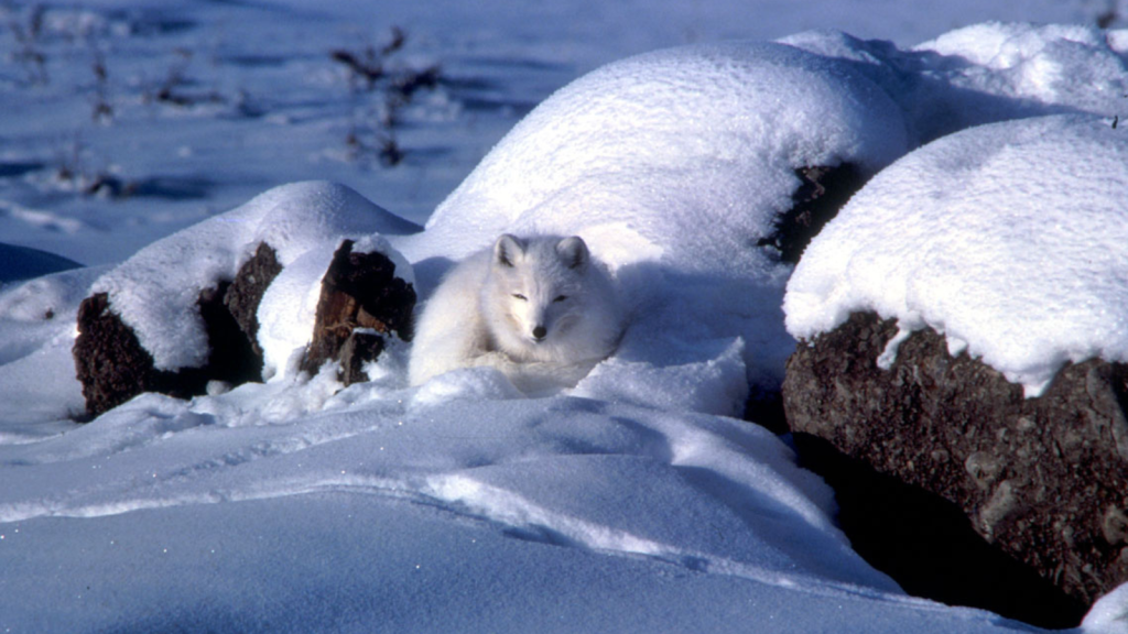 Arctic Fox