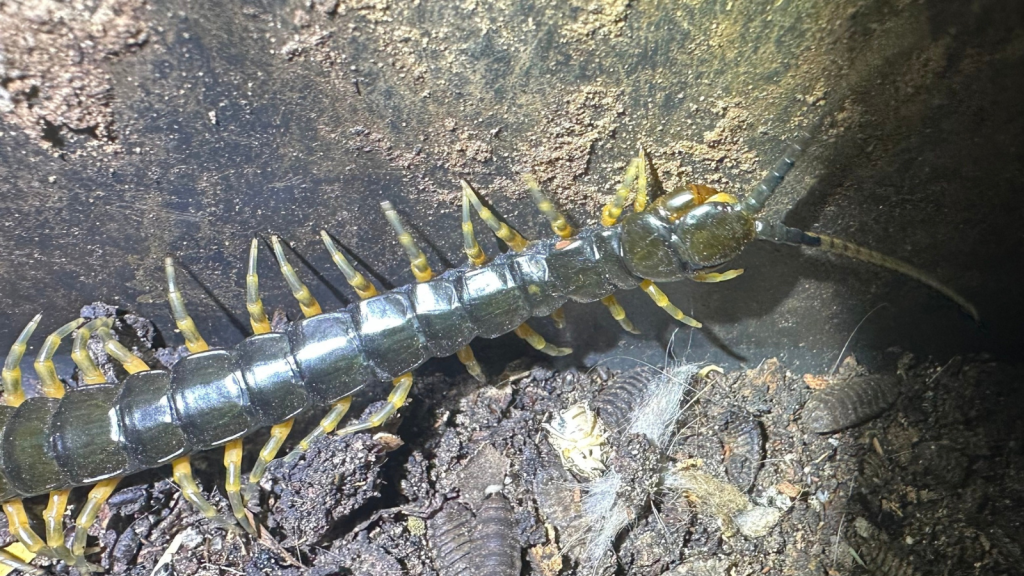 Giant African Yellow Leg Centipede