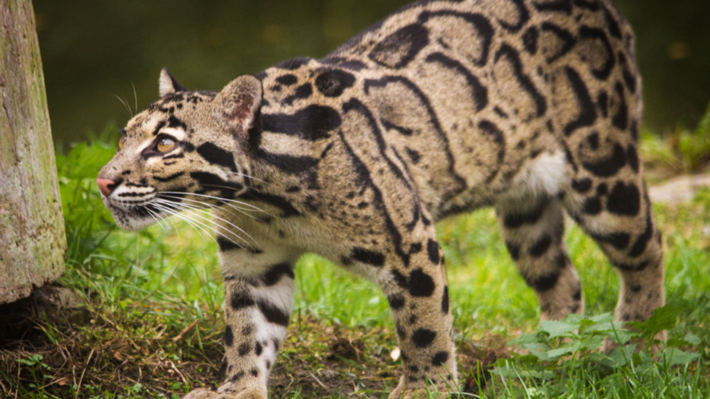 Clouded Leopard