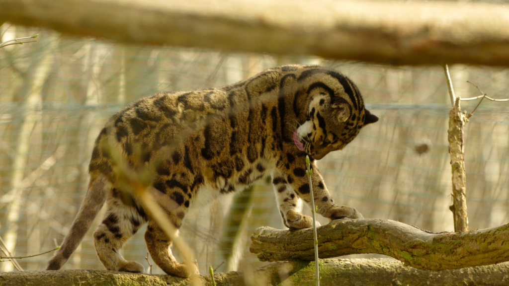 Clouded Leopard