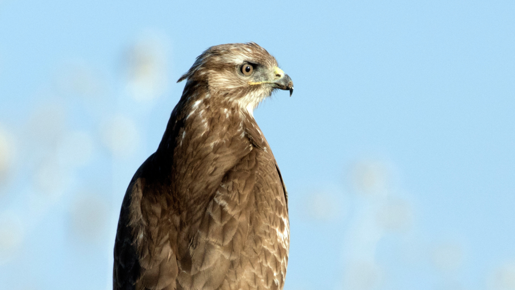 Common Buzzard