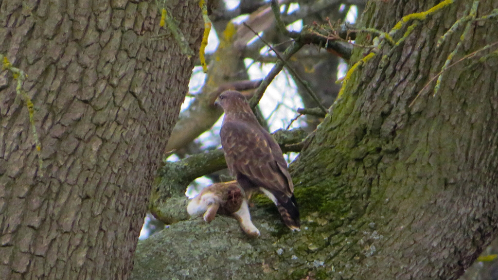 Common Buzzard