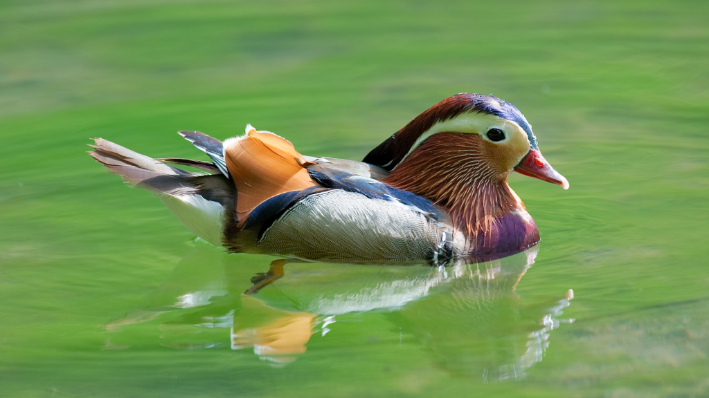 Mandarin Duck