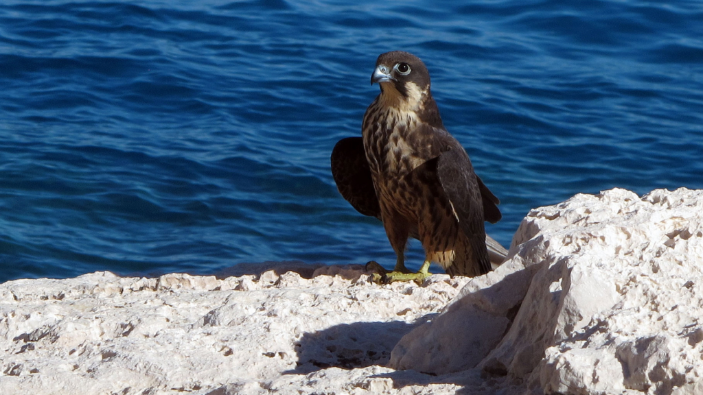 Eleonora's Falcon 