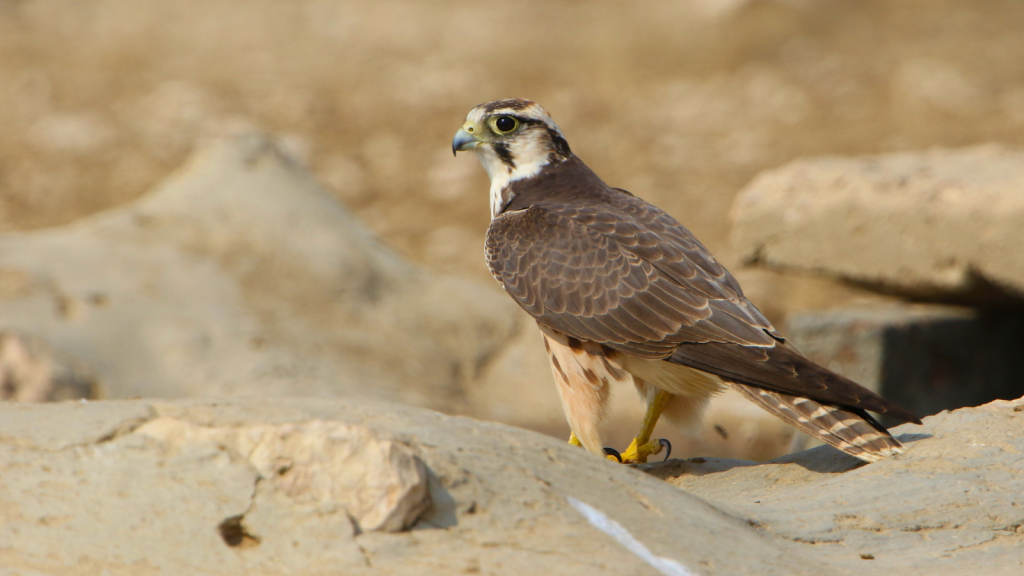 Lanner Falcon 