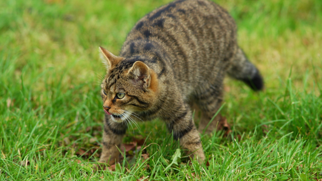 Scottish Wildcat