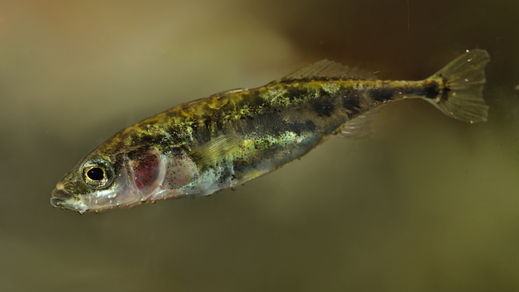 Three-Spined Stickleback