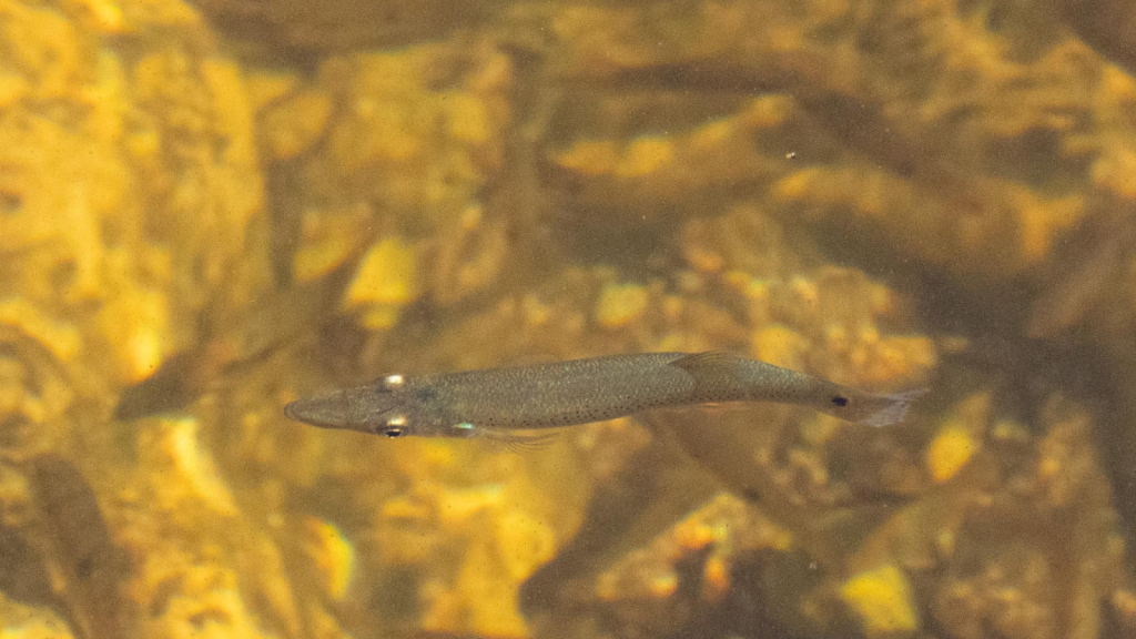 Pike Minnow