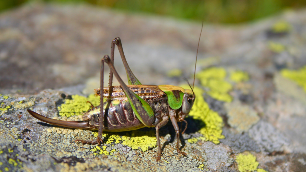 Wart-Biter Cricket