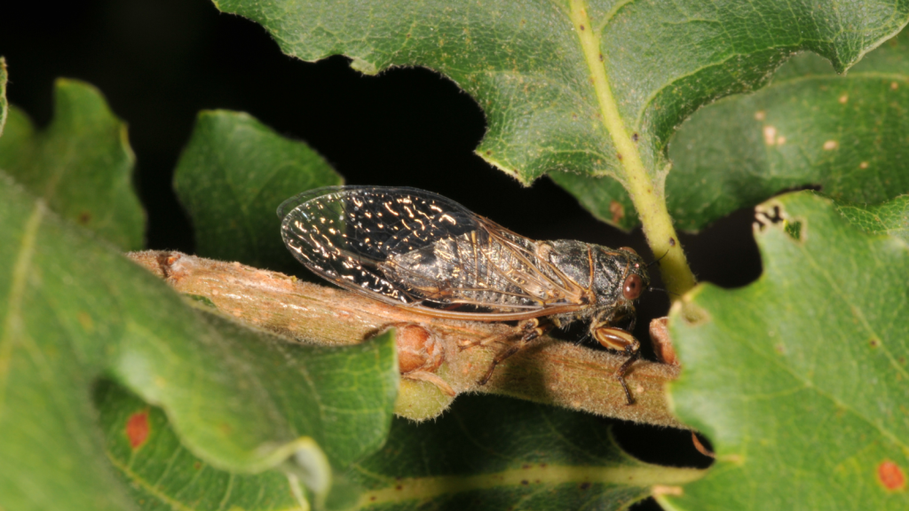 New Forest Cicada