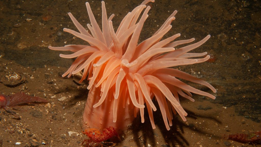 Ivell's Sea Anemone