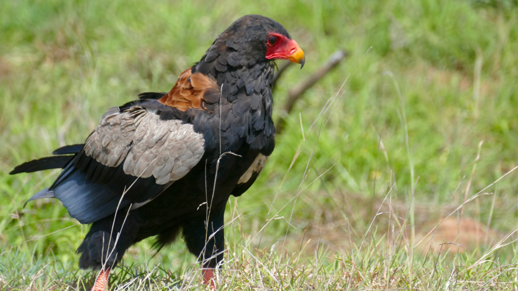 Bateleur Eagle