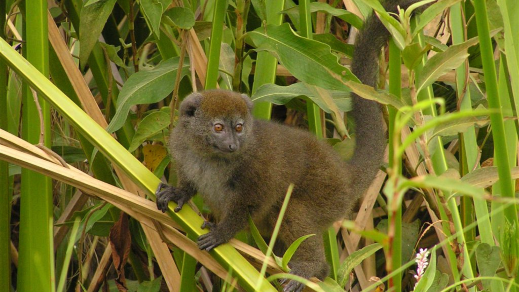 Lac Alaotra Bamboo Lemur