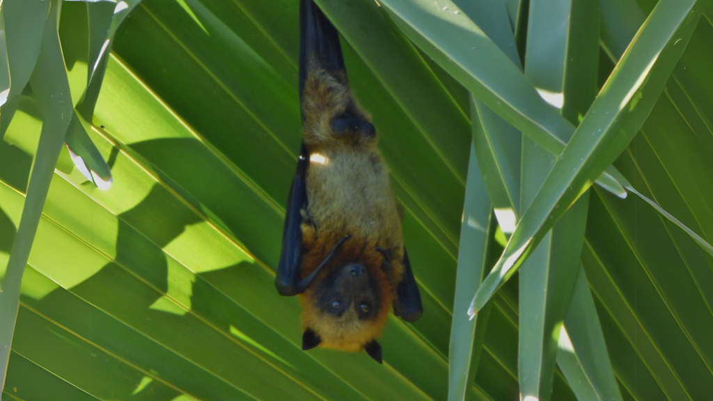 Madagascan Flying Fox