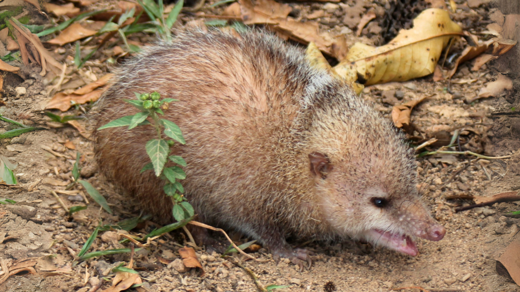 Tenrec