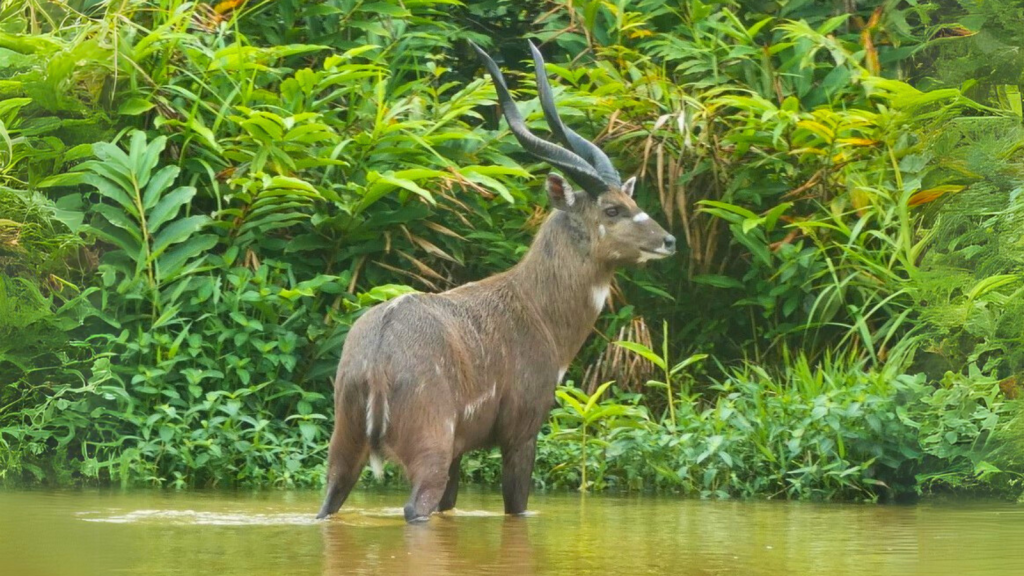 Forest Sitatunga