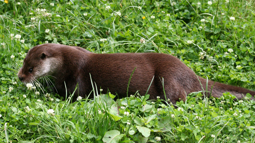 Eurasian Otter