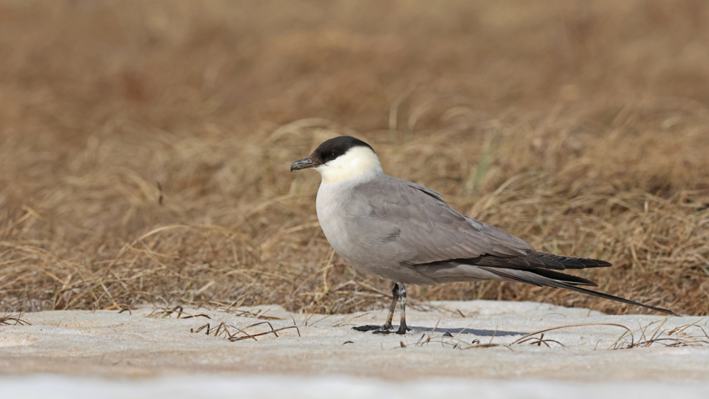 Long-Tailed Jaeger