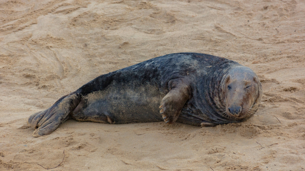 Grey Seal