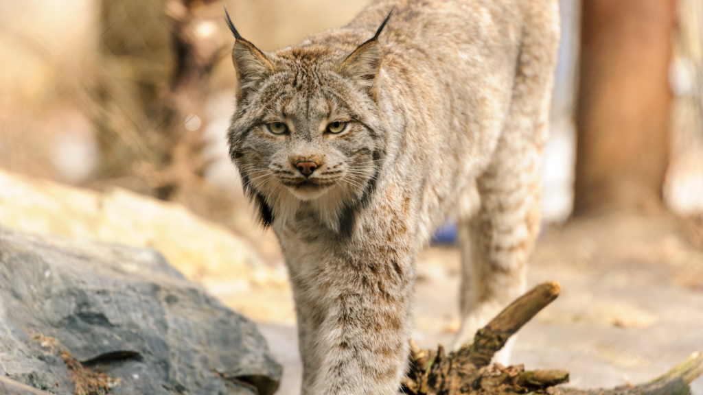 Canada Lynx