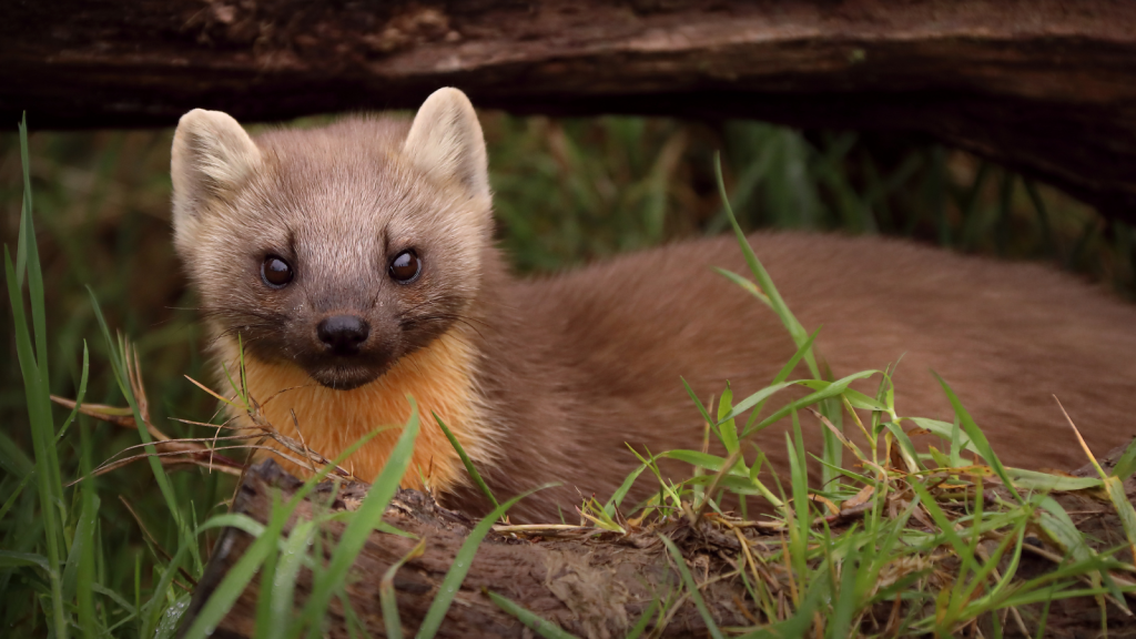 American Pine Marten