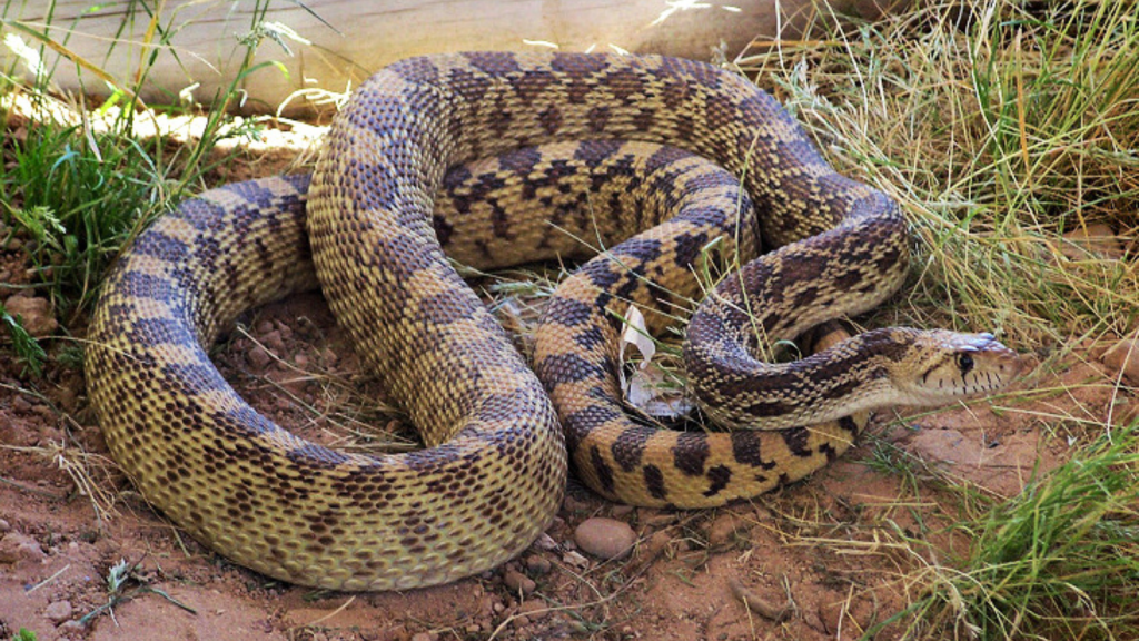 Bullsnake