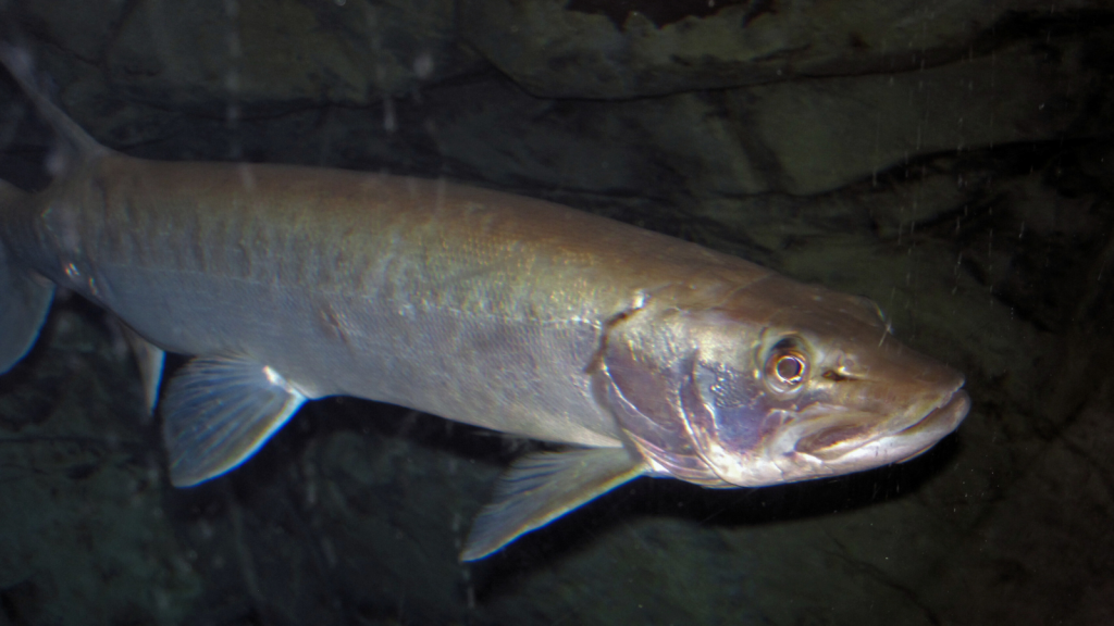 Muskellunge