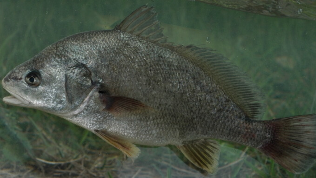 Freshwater Drum