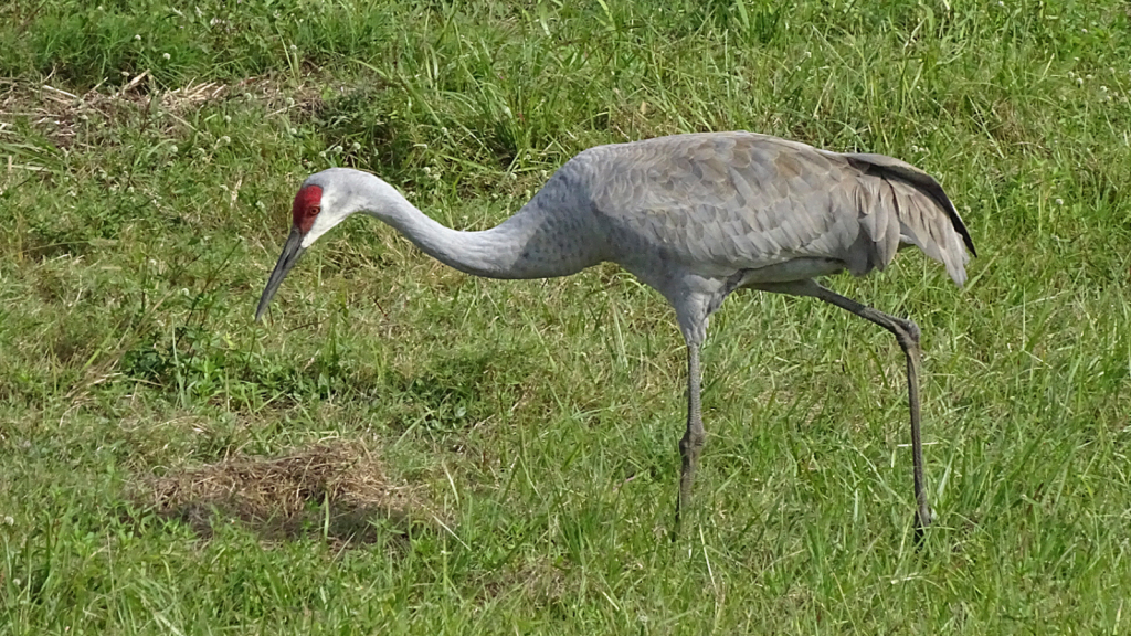 Sandhill Crane