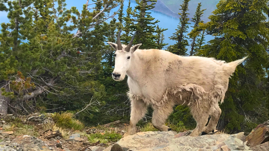 Mountain Goat