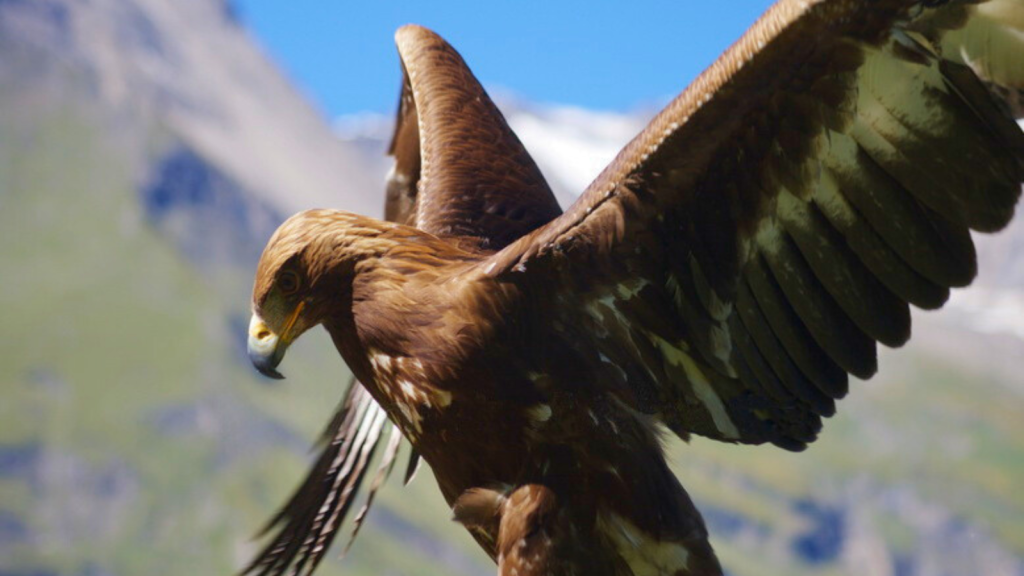 Golden Eagle