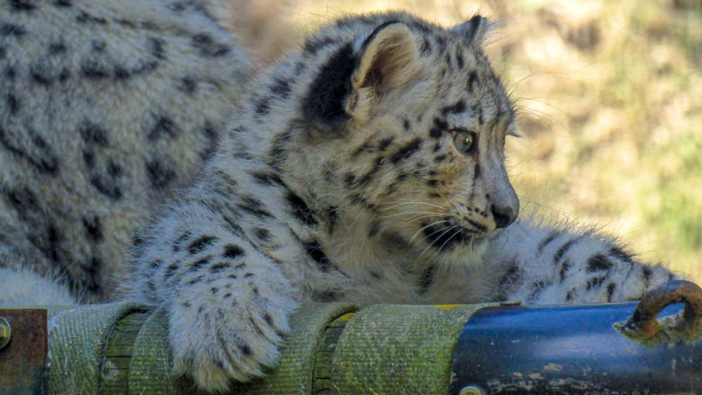 Snow Leopard