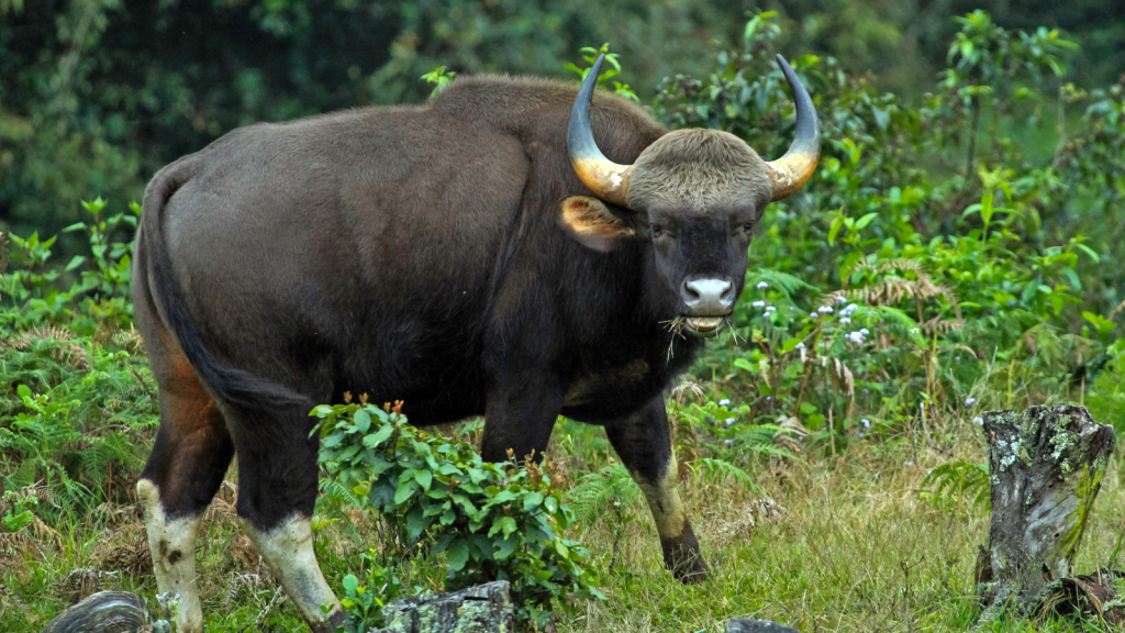 15 Surprising Traits of the Indian Gaur, the World's Largest Wild ...