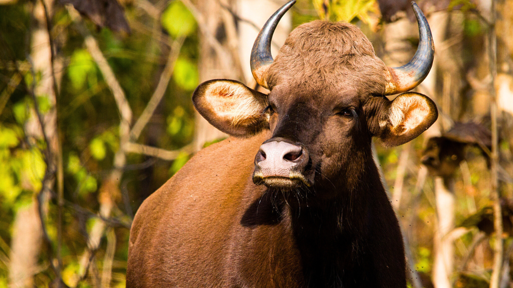 Indian Gaur | 15 Surprising Traits of the Indian Gaur, the World's Largest Wild Cattle