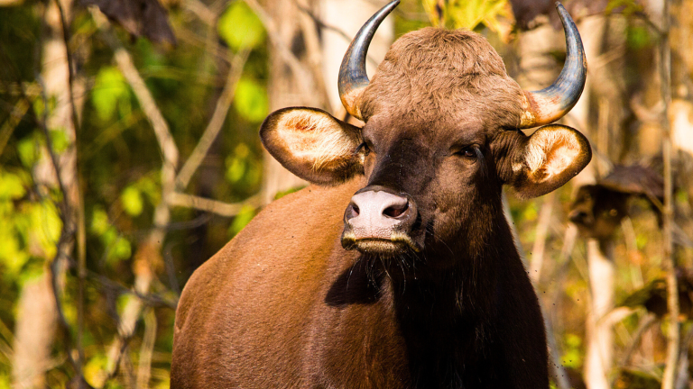 15 Surprising Traits of the Indian Gaur, the World's Largest Wild ...