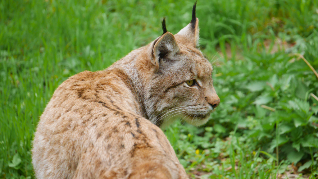 Lynx