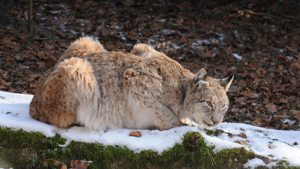 Eurasian Lynx