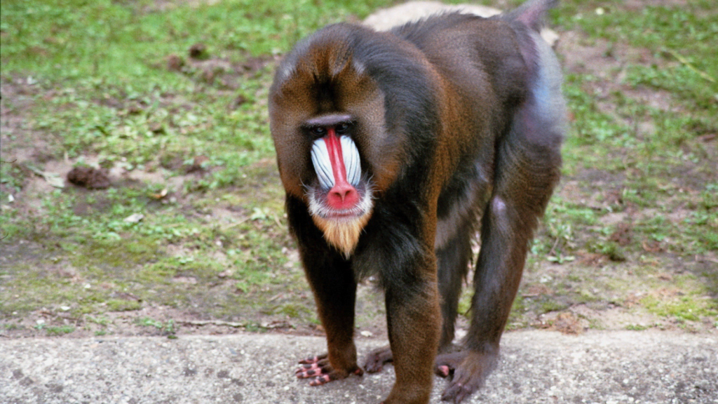 Mandrill