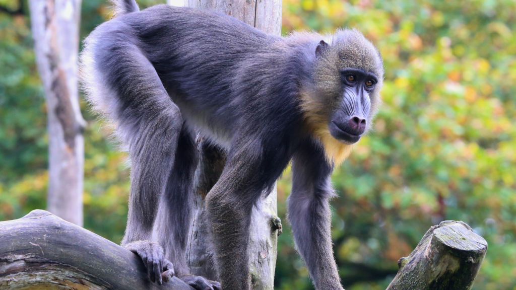 Mandrill