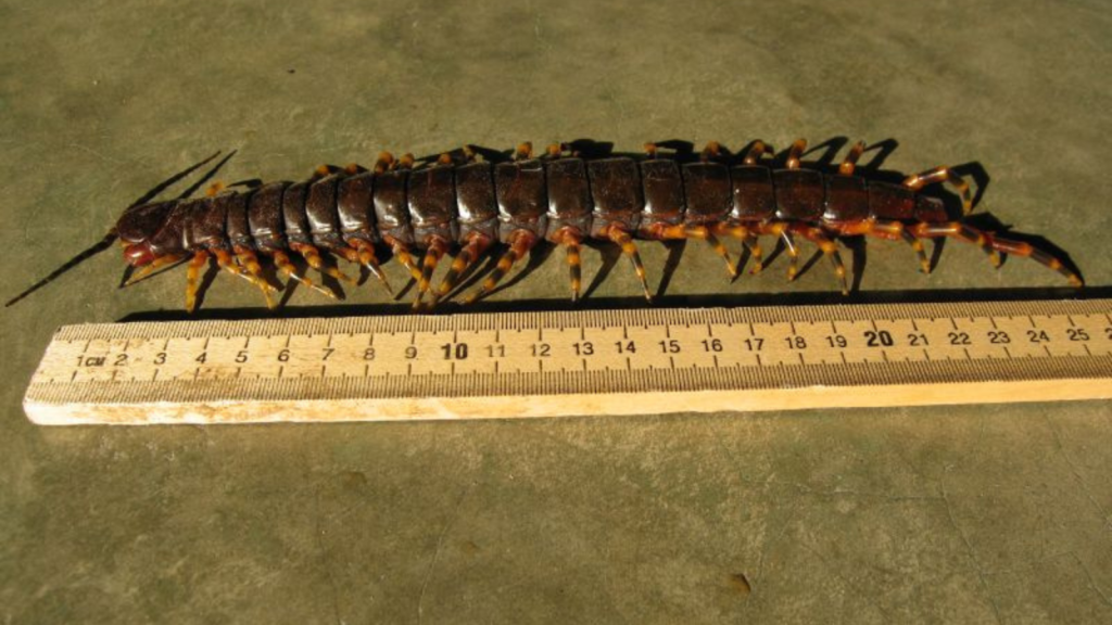 Amazonian Giant Centipede