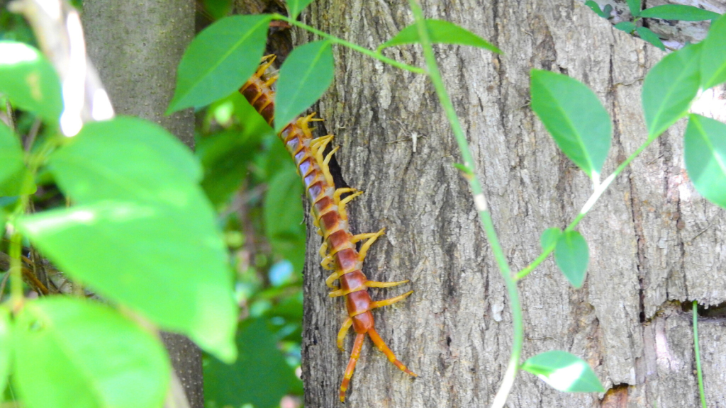 Amazonian Giant Centipede