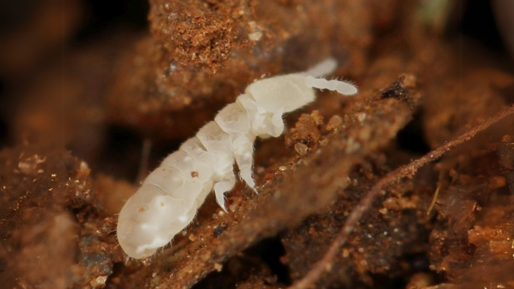 Collembola