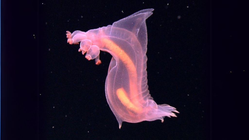 Transparent Sea Cucumber