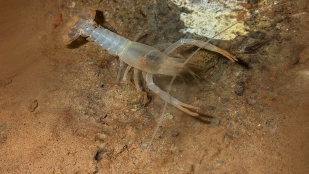 Transparent Cave Crayfish