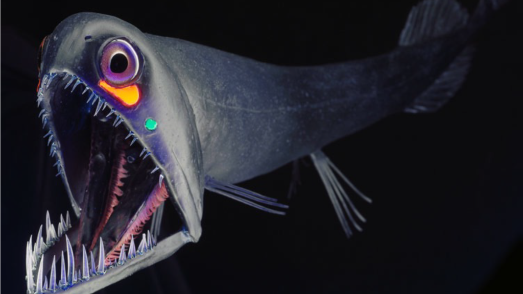 Stoplight Loosejaw | 15 Nightmarish Creatures Lurking in the Twilight Zone