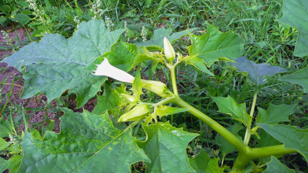 Jimsonweed