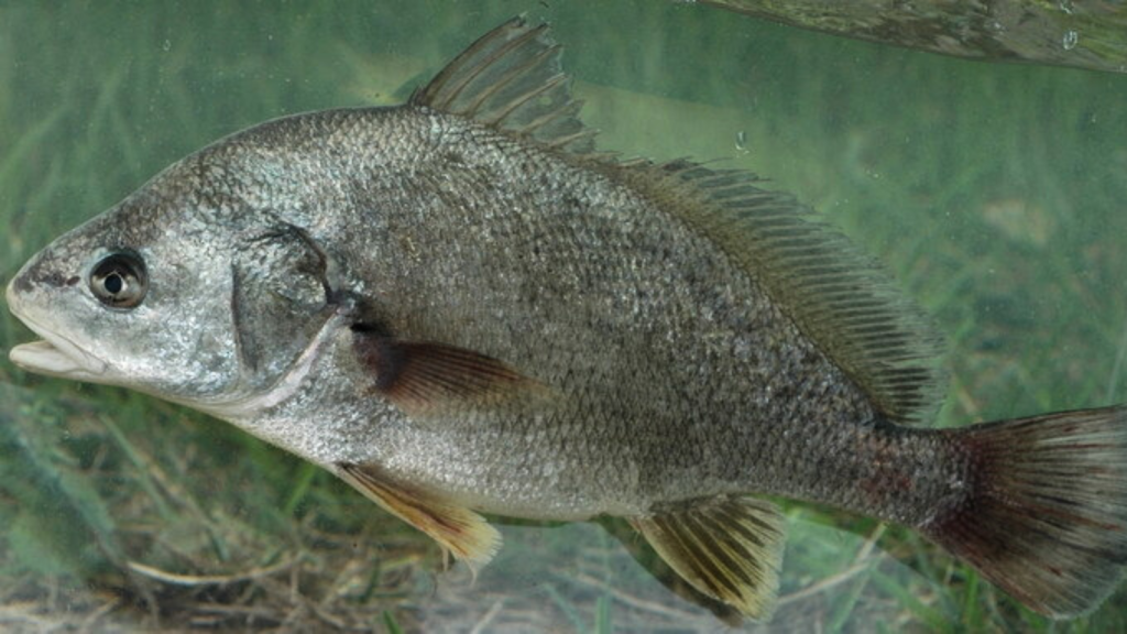 Freshwater Drum