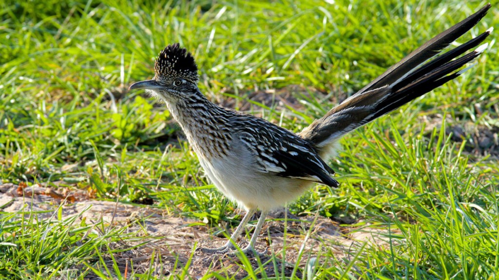 Roadrunner 