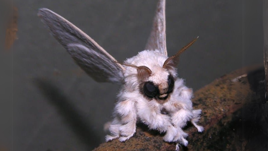 Venezuelan Poodle Moth